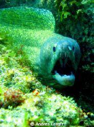 MORAY showing her tonsils by Andres Larraz 